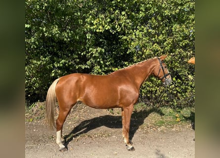 Belgian Warmblood, Mare, 16 years, 16.1 hh, Chestnut-Red