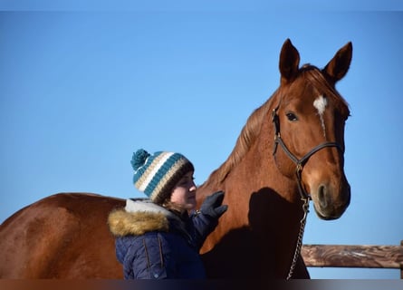 Belgian Warmblood, Mare, 16 years, 16,1 hh, Chestnut-Red