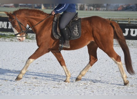 Belgian Warmblood, Mare, 17 years, 15,2 hh, Chestnut-Red