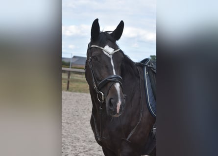 Belgian Warmblood, Mare, 20 years, 16,1 hh, Bay-Dark