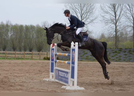 Belgian Warmblood, Mare, 21 years, 16.2 hh, Black