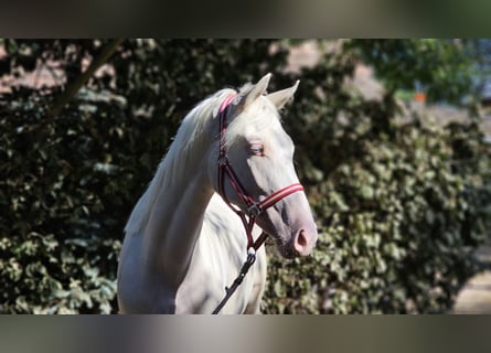 Belgisches Warmblut, Stute, 2 Jahre, 14,3 hh, Cremello