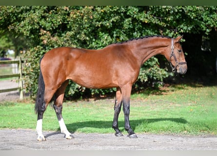 Belgisches Warmblut, Stute, 2 Jahre, 15,3 hh, Brauner