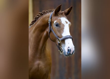 Belgian Warmblood, Mare, 2 years, 16,2 hh, Chestnut-Red