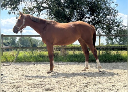 Belgian Warmblood, Mare, 2 years, 16 hh, Chestnut-Red