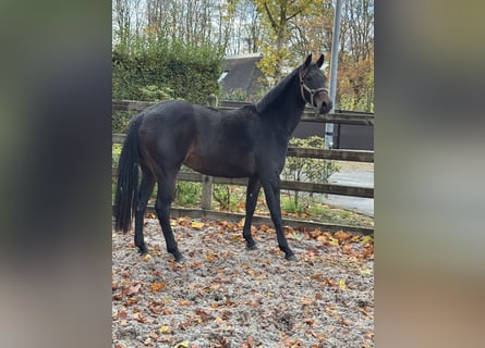 Belgian Warmblood, Mare, 2 years, 16,1 hh, Bay-Dark