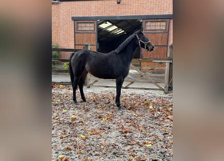 Belgian Warmblood, Mare, 2 years, 16,1 hh, Bay-Dark
