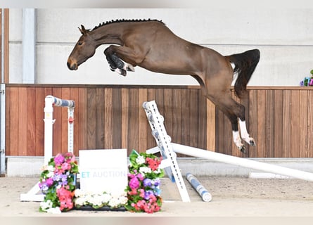 Belgian Warmblood, Mare, 3 years, 15.1 hh, Bay