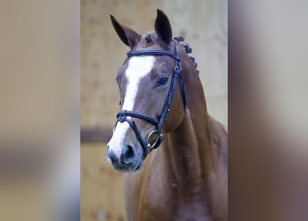 Belgisches Warmblut, Stute, 3 Jahre, 15,2 hh, Fuchs