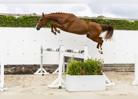 Belgian Warmblood, Mare, 3 years, 15,2 hh, Chestnut-Red