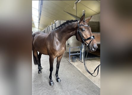 Belgian Warmblood, Mare, 3 years, 16.1 hh, Bay-Dark Belgian Warmblood, Mare, 3 years, 16.1 hh, Bay-Dark