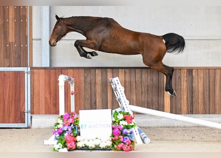 Belgian Warmblood, Mare, 3 years, 16.1 hh, Bay-Dark