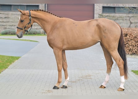 Belgian Warmblood, Mare, 3 years, 16.1 hh, Bay