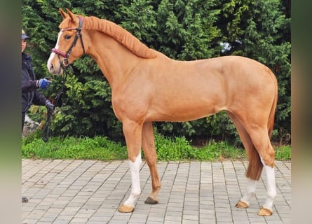 Belgian Warmblood, Mare, 3 years, 16.1 hh, Chestnut-Red