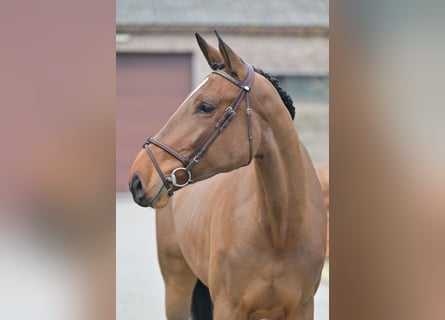 Belgian Warmblood, Mare, 3 years, 16.2 hh, Bay-Dark