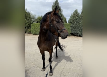 Belgian Warmblood, Mare, 3 years, 16 hh, Bay-Dark