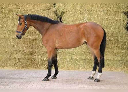 Belgian Warmblood, Mare, 3 years, 16 hh, Bay