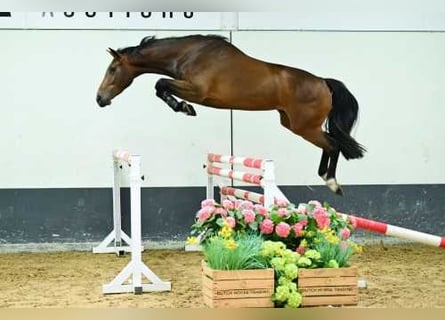 Belgian Warmblood, Mare, 3 years, 16 hh, Bay