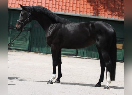 Belgian Warmblood, Mare, 3 years, 16,2 hh, Bay-Dark