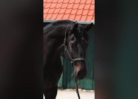 Belgian Warmblood, Mare, 3 years, 16,2 hh, Bay-Dark