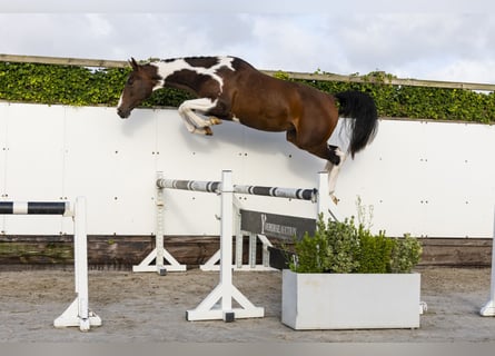 Belgian Warmblood, Mare, 3 years, Pinto