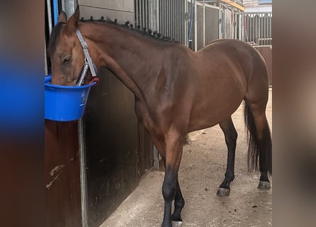 Belgian Warmblood, Mare, 4 years, 15.2 hh, Bay-Dark Belgian Warmblood, Mare, 4 years, 15.2 hh, Bay-Dark