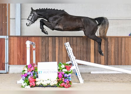 Belgian Warmblood, Mare, 4 years, 15.3 hh, Bay-Dark