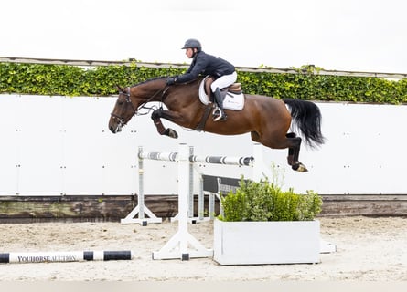 Belgian Warmblood, Mare, 4 years, 15,2 hh, Brown