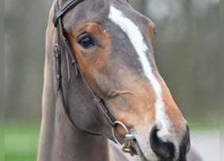 Belgian Warmblood, Mare, 4 years, 16,1 hh, Brown-Light