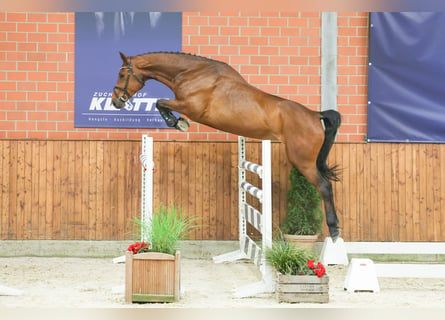 Belgisches Warmblut, Stute, 4 Jahre, 16,2 hh, Brauner