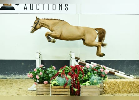 Belgian Warmblood, Mare, 4 years, 16.2 hh, Chestnut-Red