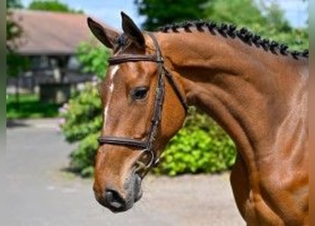 Belgian Warmblood, Mare, 4 years, 16 hh, Black