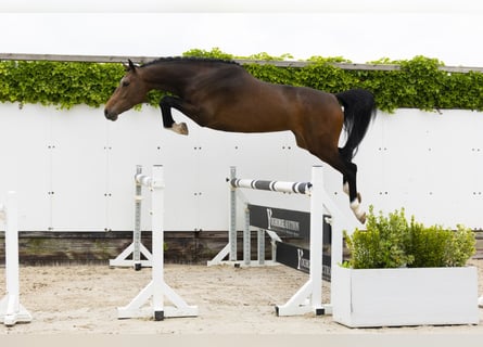 Belgian Warmblood, Mare, 4 years, 16 hh, Brown