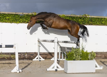 Belgian Warmblood, Mare, 4 years, 16 hh, Brown