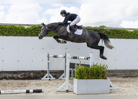 Belgian Warmblood, Mare, 4 years, 16 hh, Grey