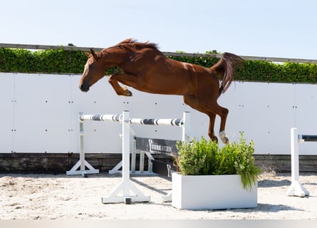 Belgian Warmblood, Mare, 4 years, 16,1 hh, Chestnut-Red