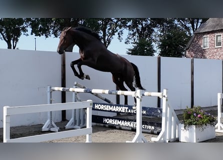 Belgian Warmblood, Mare, 4 years, 17.1 hh, Bay-Dark