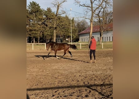 Belgian Warmblood, Mare, 4 years, 17 hh, Brown