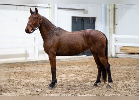 Belgian Warmblood, Mare, 5 years, 14,3 hh, Brown