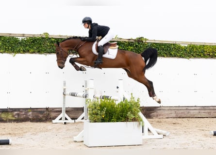 Belgian Warmblood, Mare, 5 years, 15,3 hh, Brown