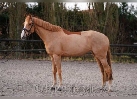 Belgian Warmblood, Mare, 5 years, 16.1 hh, Chestnut-Red