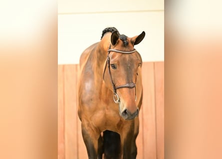 Belgian Warmblood, Mare, 5 years, 16.2 hh, Brown