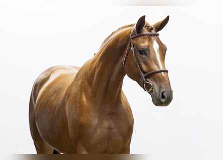 Belgian Warmblood, Mare, 5 years, 16.2 hh, Chestnut-Red