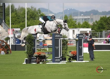 Belgian Warmblood, Mare, 5 years, 16.2 hh