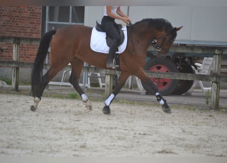 Belgian Warmblood, Mare, 5 years, 16 hh, Brown