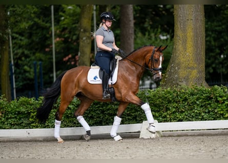 Belgisches Warmblut, Stute, 5 Jahre, 16 hh, Dunkelfuchs