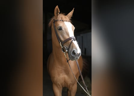 Belgian Warmblood, Mare, 5 years, 16 hh, Chestnut-Red