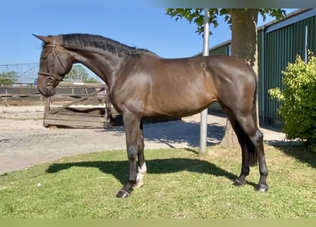 Belgian Warmblood, Mare, 5 years, 16,1 hh, Bay-Dark