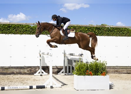 Belgian Warmblood, Mare, 5 years, 16,1 hh, Chestnut-Red