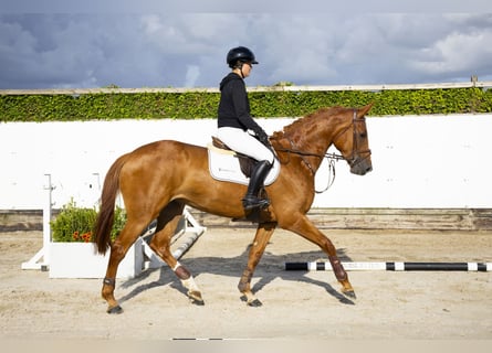 Belgian Warmblood, Mare, 5 years, 16,1 hh, Chestnut-Red